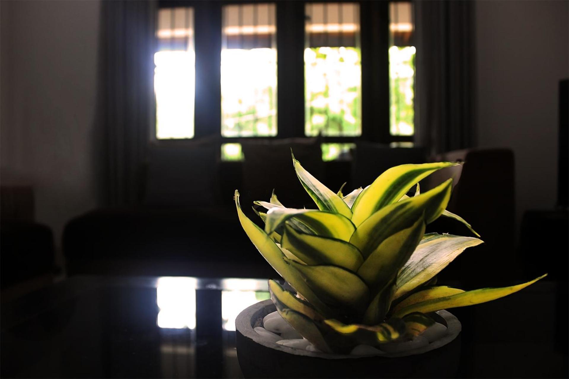 Seasons Villa Sigiriya, Sri Lanka 丹不拉 外观 照片